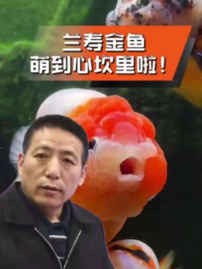 养鱼多年首次见证,兰寿金鱼产卵全过程曝光 兰寿金鱼 金鱼产卵 养鱼日记 鱼闻天下 杨凌养兰