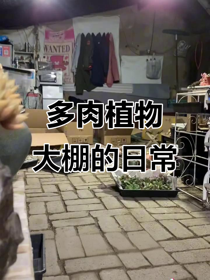 多肉大棚的忙碌日常,打包发货忙不停