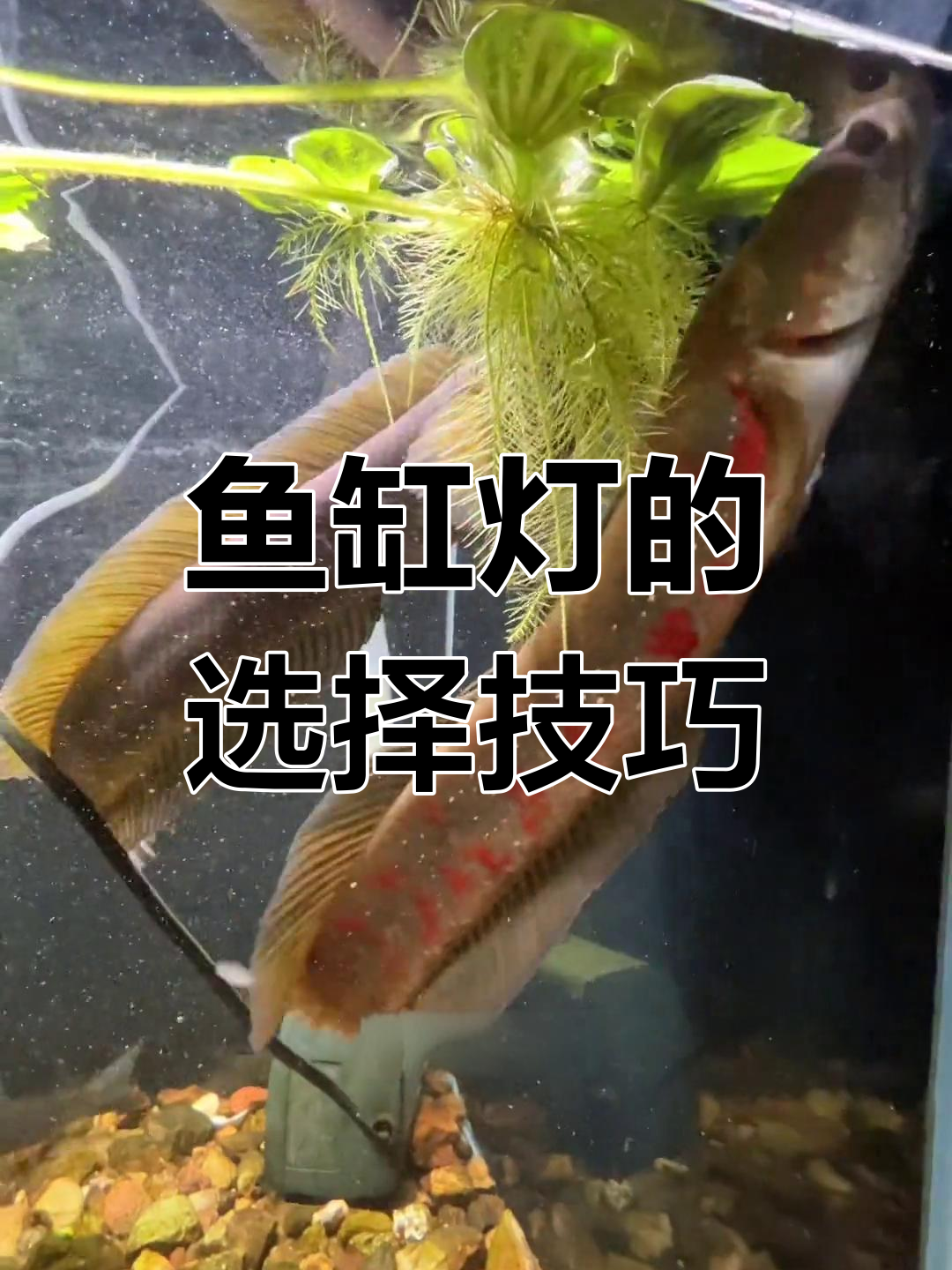 灯光是鱼缸的灵魂,如何挑选合适的照明设备?