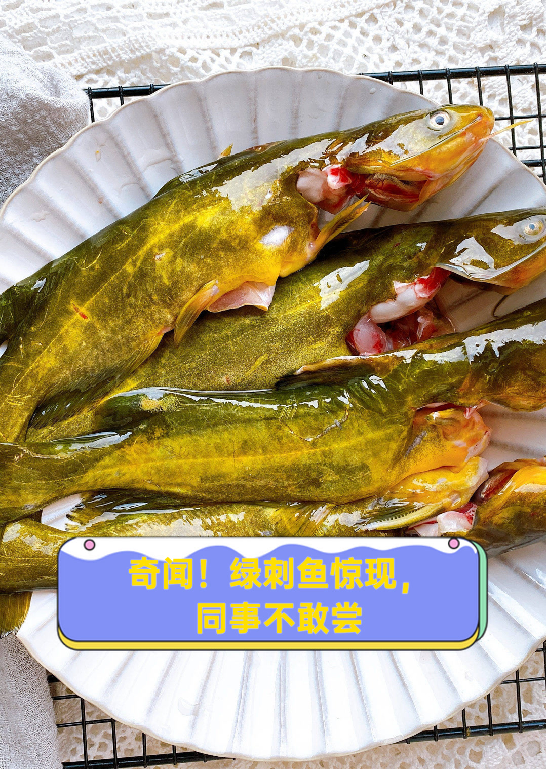 奇闻!绿刺鱼惊现,同事不敢尝