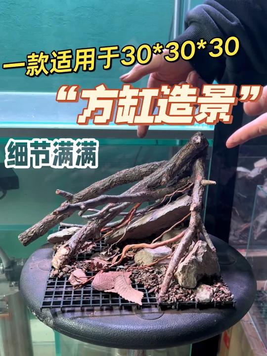 细节满满的一款30方缸到造景