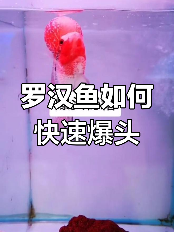罗汉鱼爆头秘籍:水温、水质和饲料全攻略