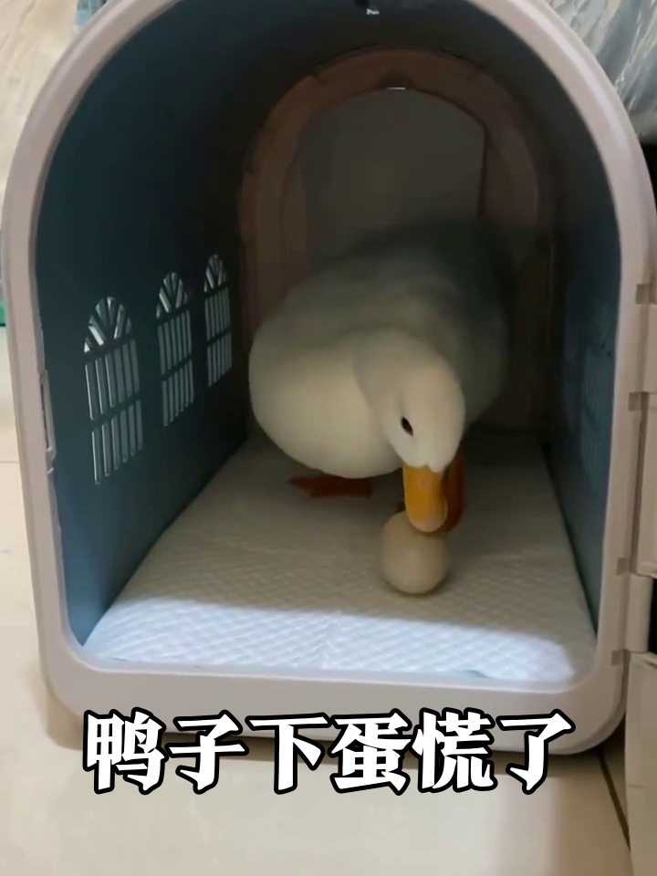 鸭子下蛋后疯狂嘴欠:假装路过顺便下了个蛋?