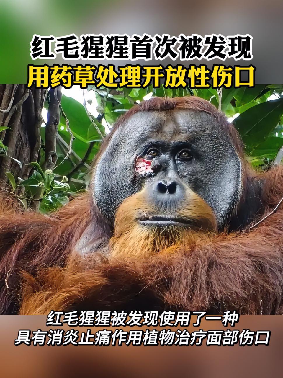 据英国《卫报》报道,一只雄性苏门答腊猩猩做了让人意想不到的事——使用药草!它被发现使用了一