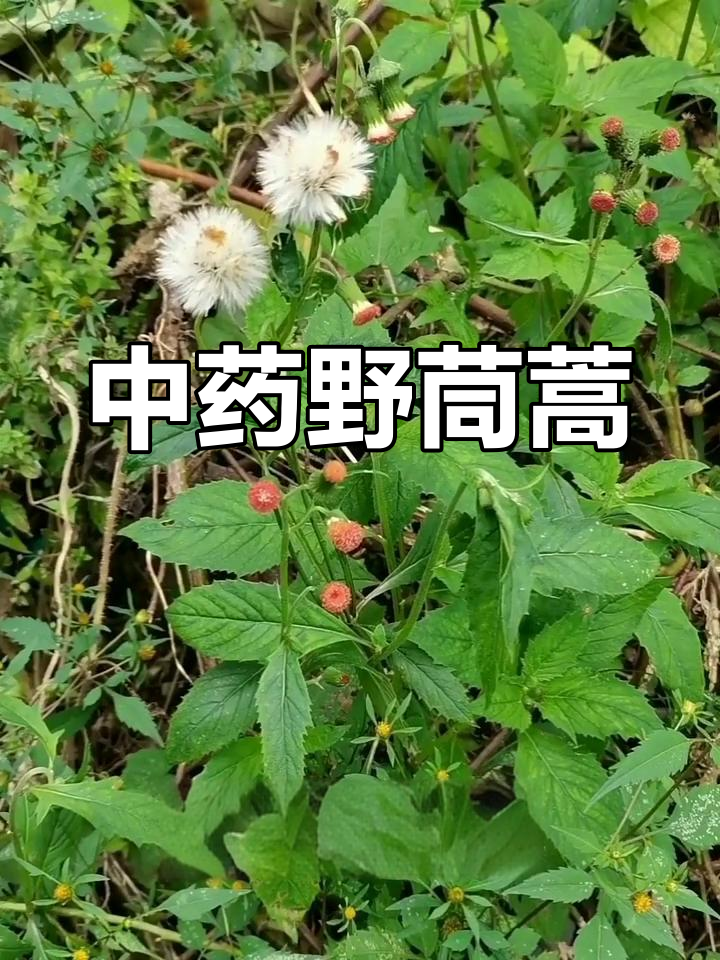 野茼蒿:神奇的中草药,清热解毒又消肿