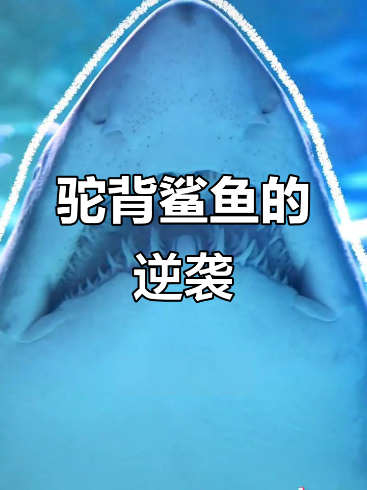 驼背鲨鱼登场,别乱叫它的名字!