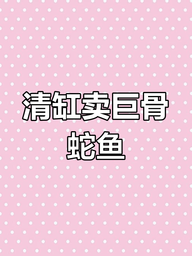 巨骨蛇鱼苗清缸,15-17公分现货出售