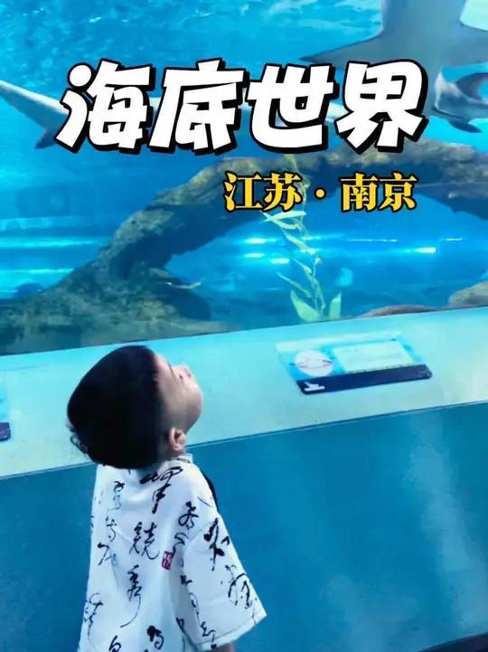 南京海底世界遛娃模式开启！透明隧道看大鲨鱼穿梭，海豚海狮欢乐秀，水母宫殿超梦幻。在这能让孩