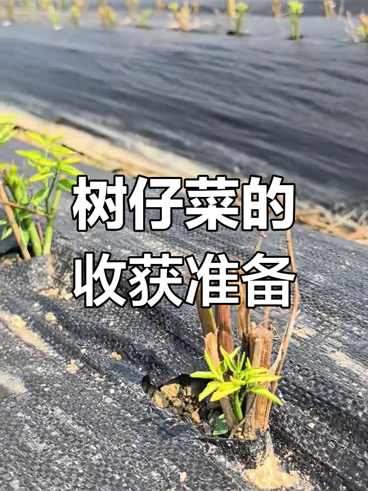 树仔菜的营养与功效,新基地收获在望
