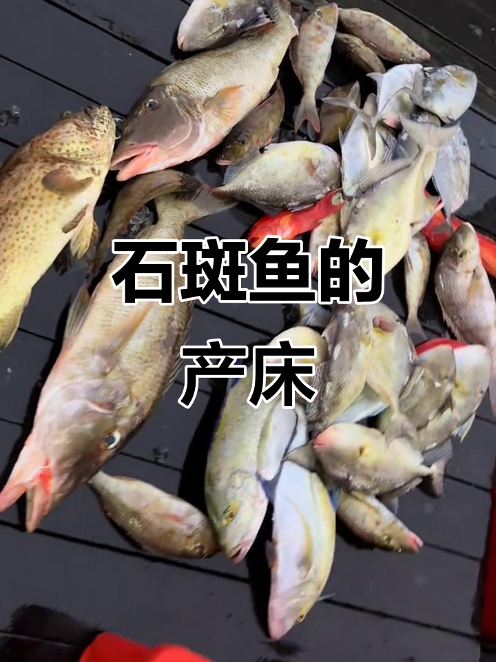 8月恶劣天气，石斑鱼产卵季幸运捕捞