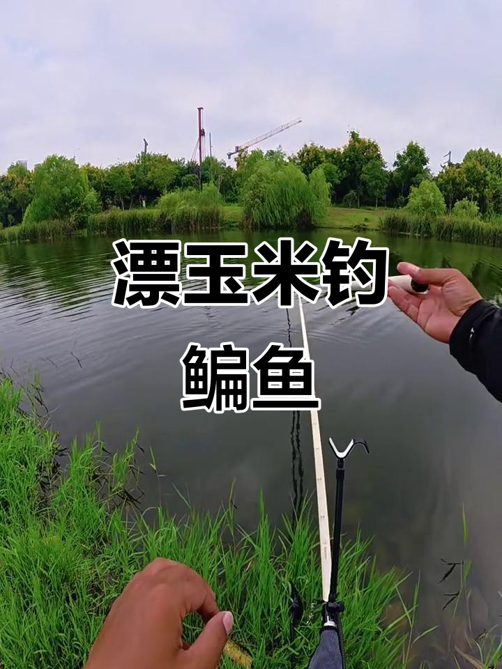 新鲜玉米搭配发酵饵,钓鳊鱼技巧大揭秘