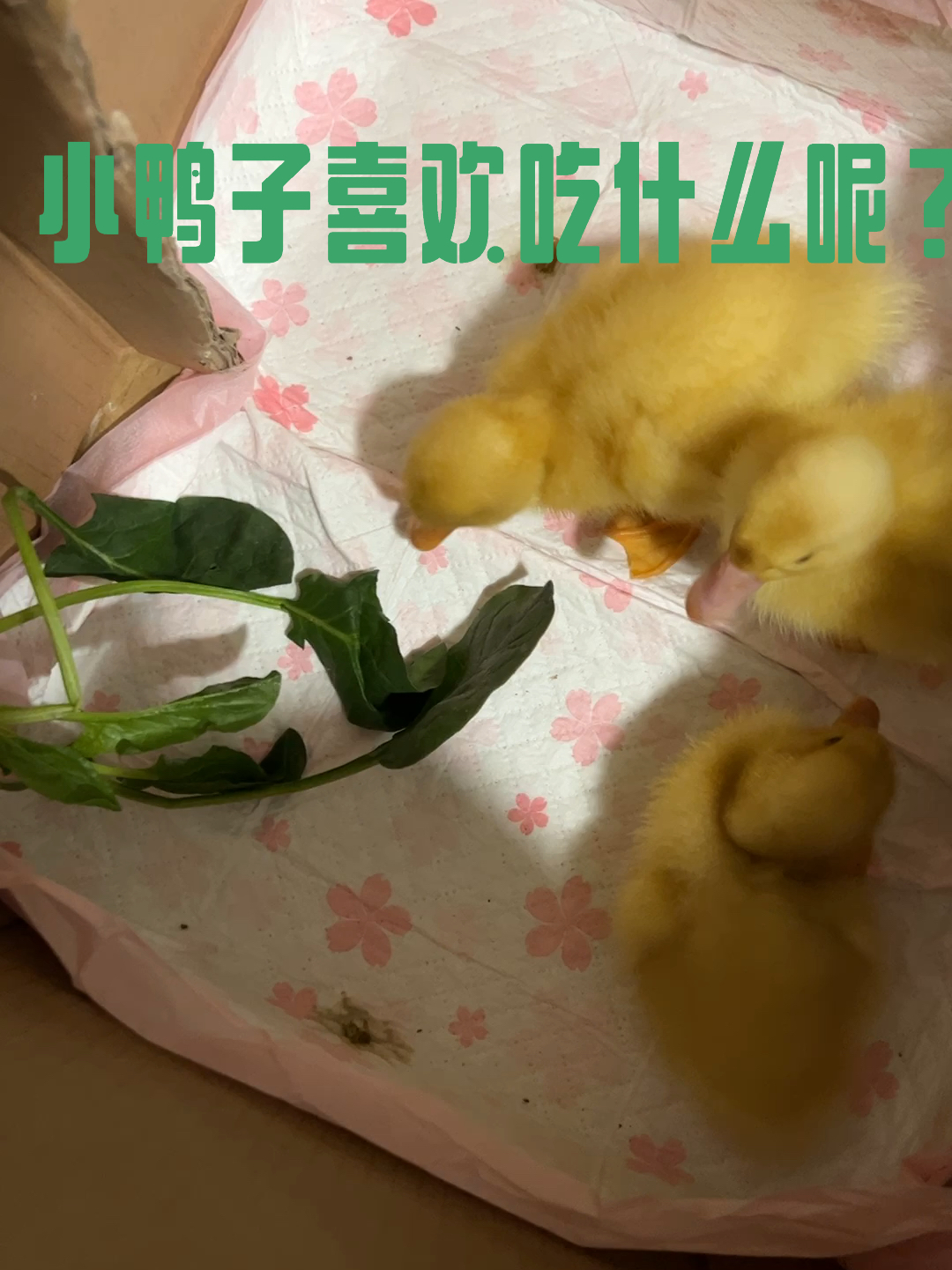 小鸭子到底喜欢吃啥呢?