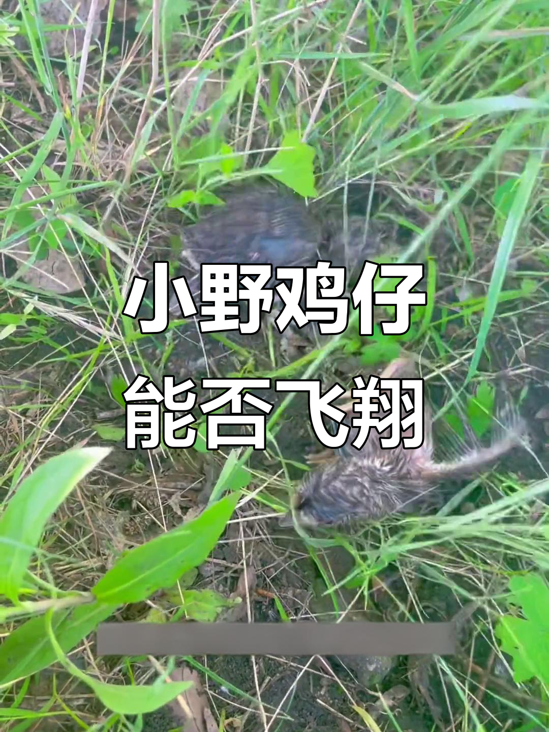 刚出壳的野鸡崽,毛还没干能飞吗?