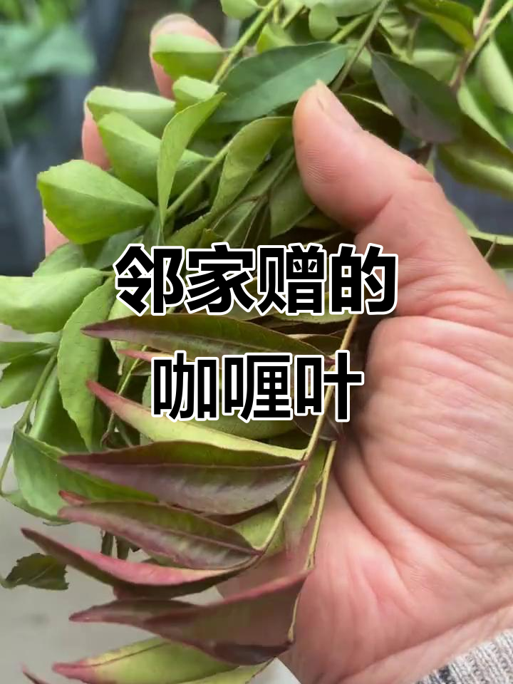 邻居送的咖喱树叶,味道超赞!