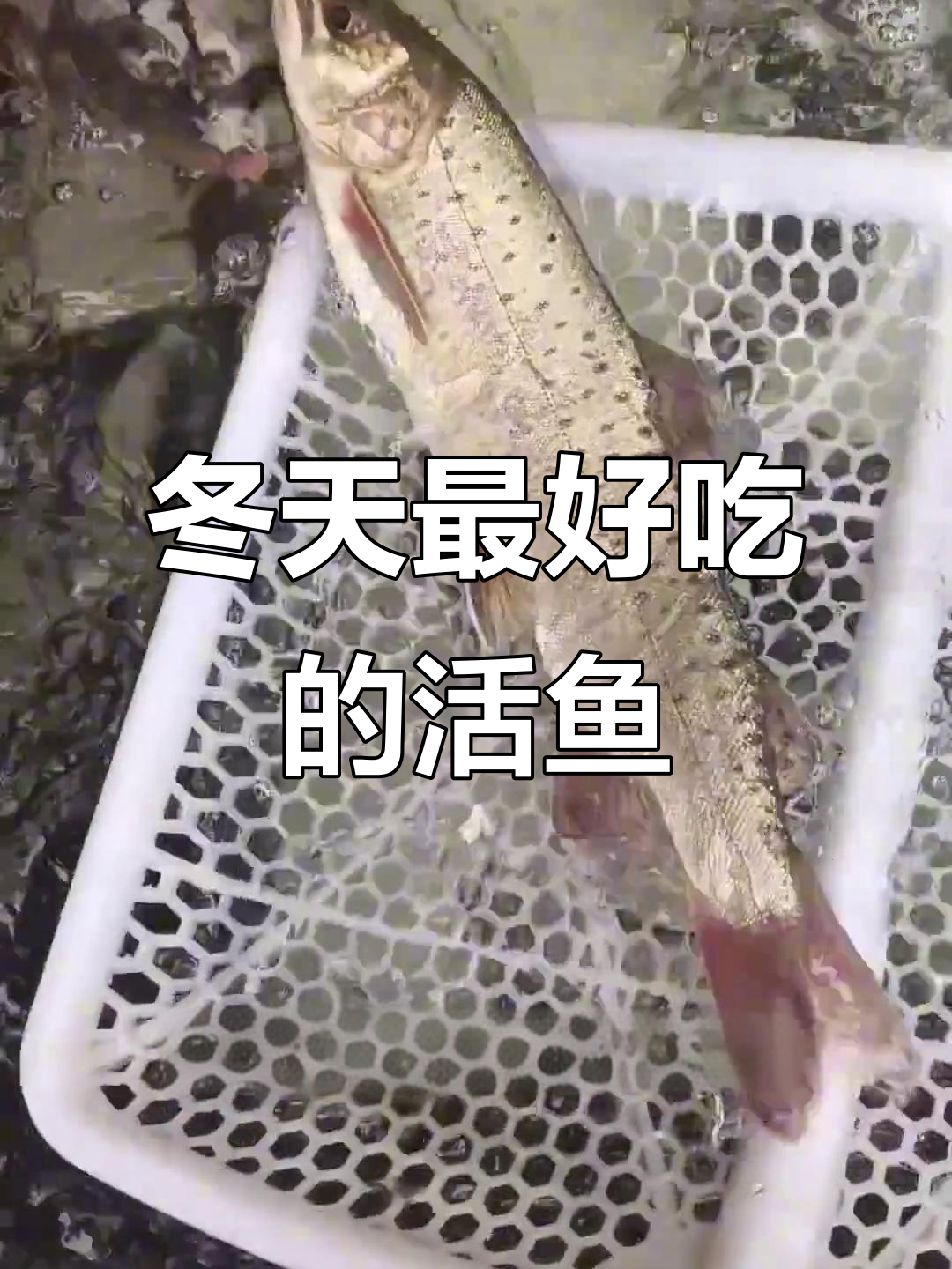 冬季冷水鱼大揭秘,这些活鱼味道更鲜美