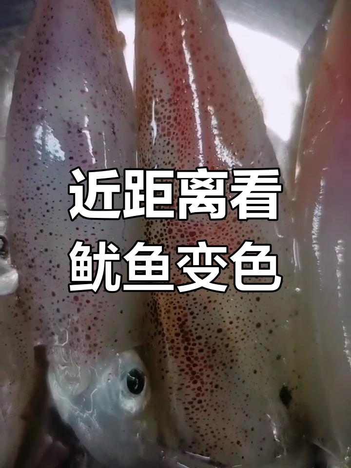 笔管鱼体内颜色变化揭秘