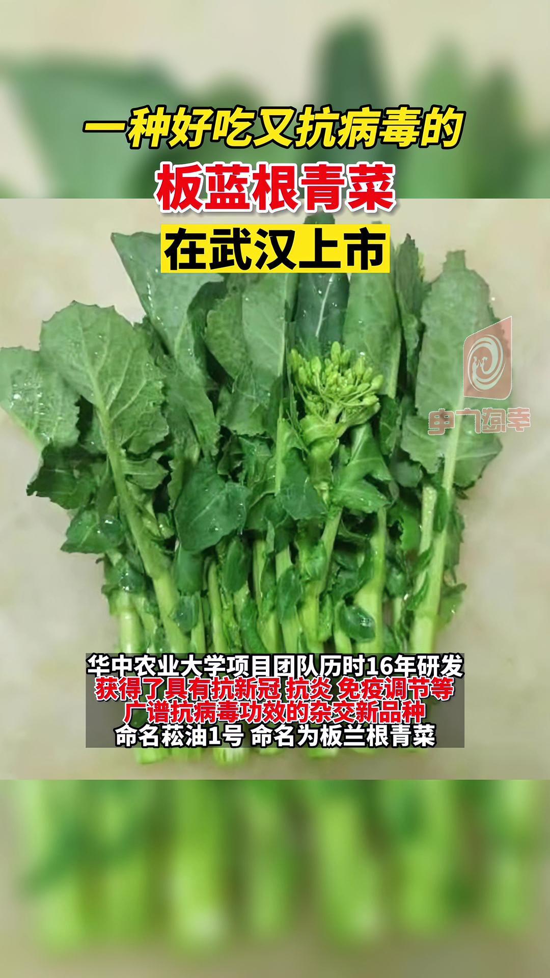 7月7日,武汉一企业宣布:一种全新蔬菜板蓝根青菜“菘油1号”试种成功,该蔬菜口感清甜营养丰