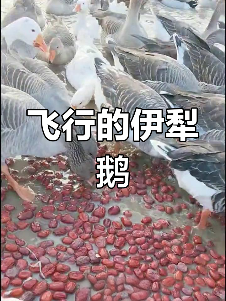 伊犁鹅:唯一半野生家禽品种
