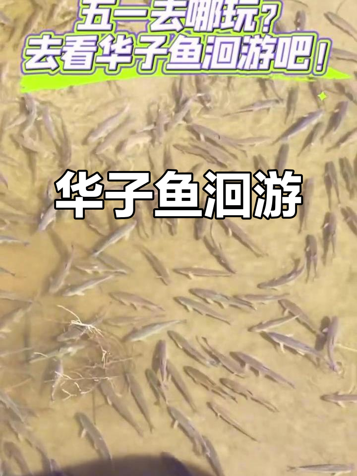 五一假期,来见证华子鱼震撼的洄游之旅!