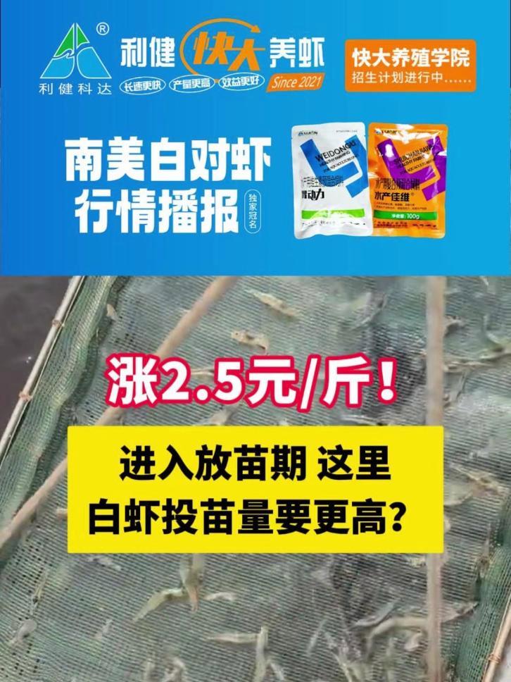 涨2.5元/斤!进入放苗期,这里白虾投苗量要更高?虾苗 放苗期 对虾
