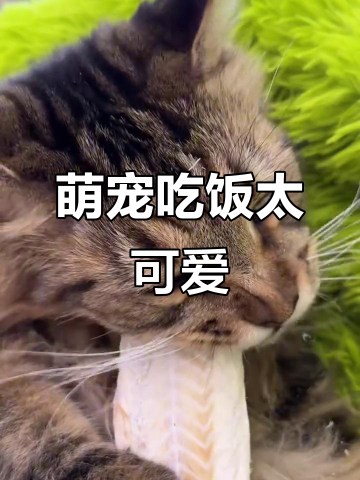 小猫咪吃鳕鱼冻干,吃得超香!