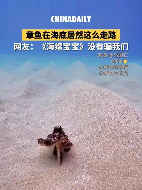 章鱼在海底竟然会用“两只脚”行走！网友：《海绵宝宝》没有骗我们