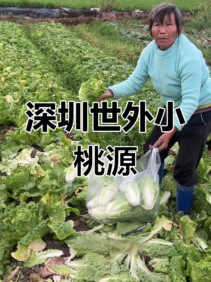 深圳宝安隐藏的“小桃源”,自然蔬菜与大山鸡等你来体验