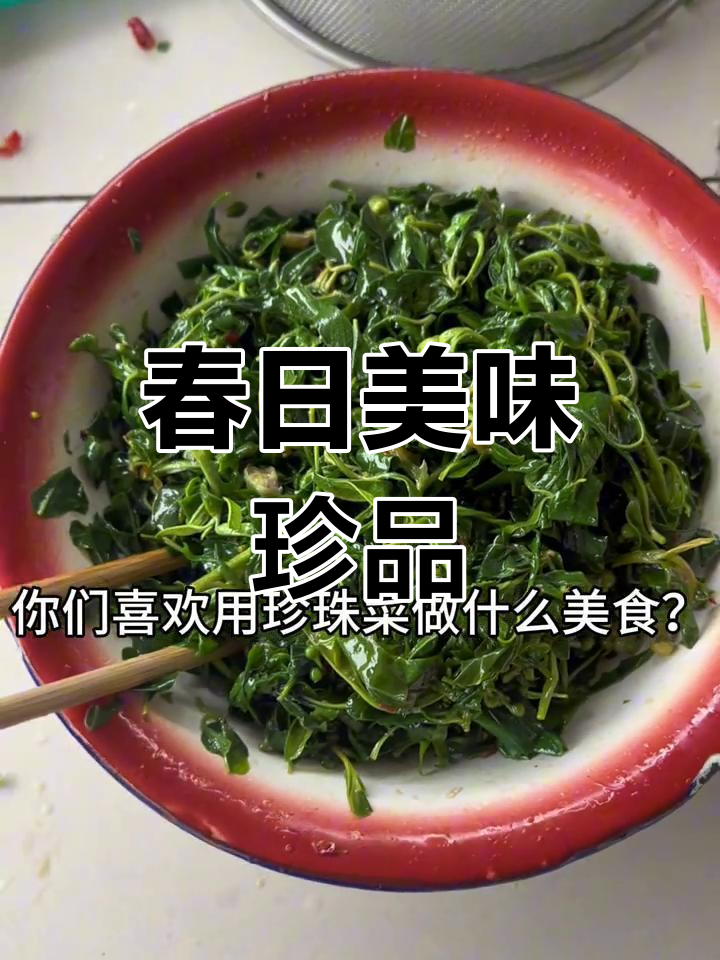 大别山春季必尝,凉拌珍珠菜鲜美又健康