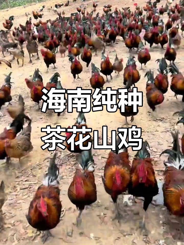 海南茶花山鸡:小种到大种的成长与挑战
