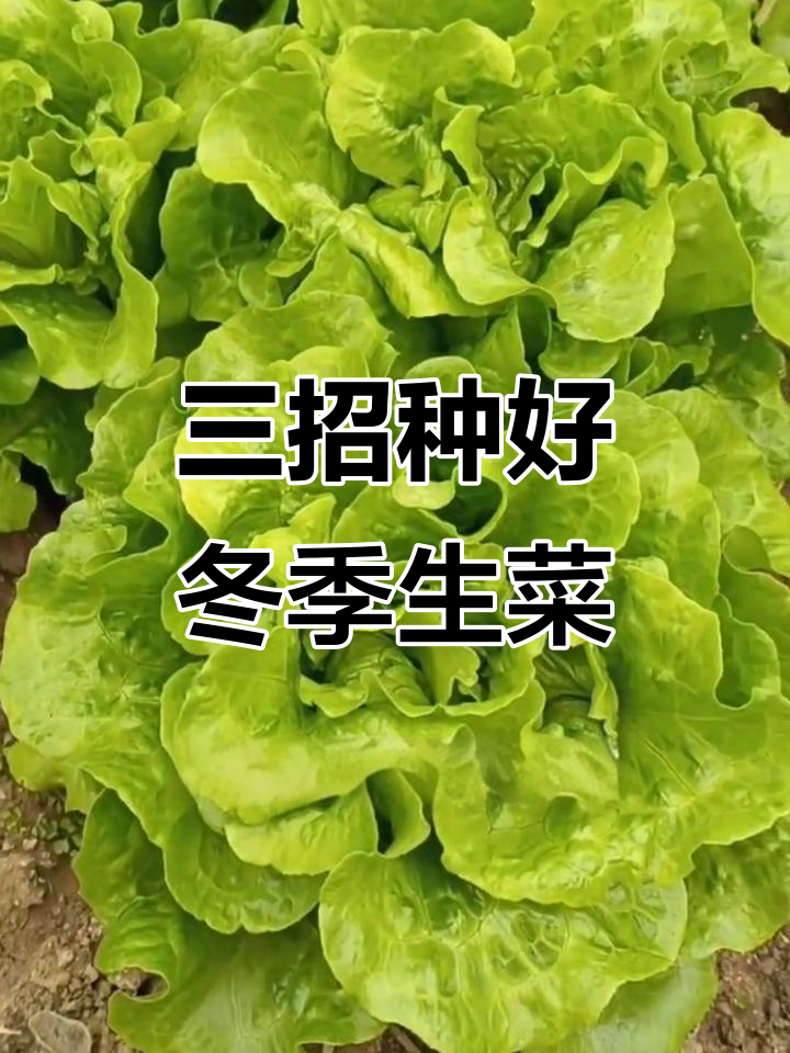 冬季生菜种植技巧:三步搞定高产优质
