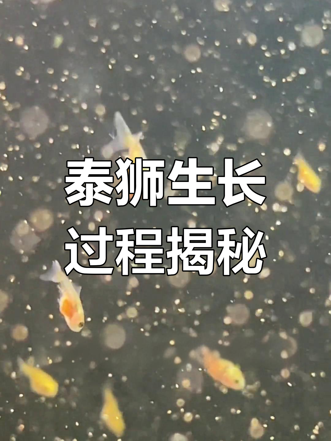 泰狮金鱼成长全纪录:从蒸苗到成鱼的关键步骤