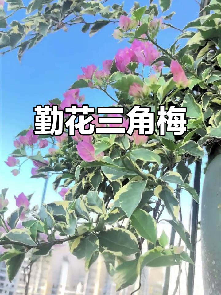 三角梅蜡染粉,修剪后迅速开花,颜色超美