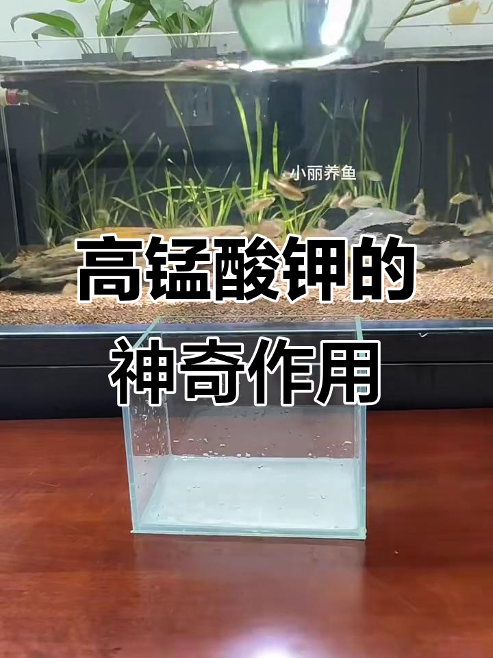 高锰酸钾不止能消毒,还能检疫和治疗鱼病