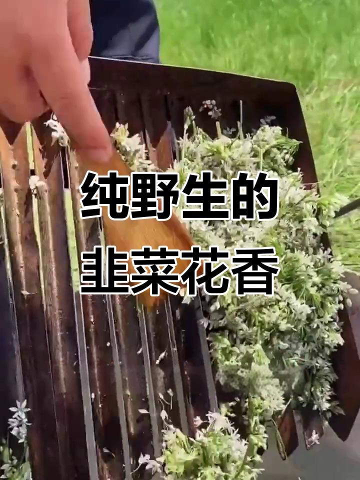 内蒙古野生韭菜花,拌羊肉、蘸面条都超香!