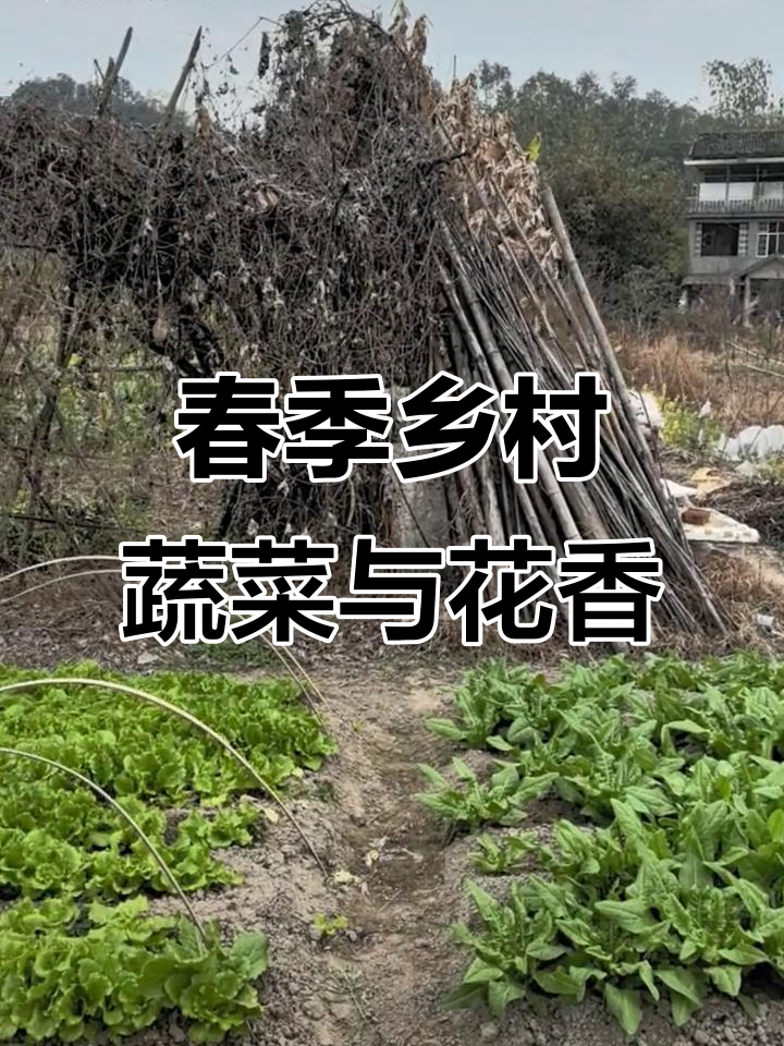 春天乡村菜地大赏，油菜花盛开美景尽收眼底