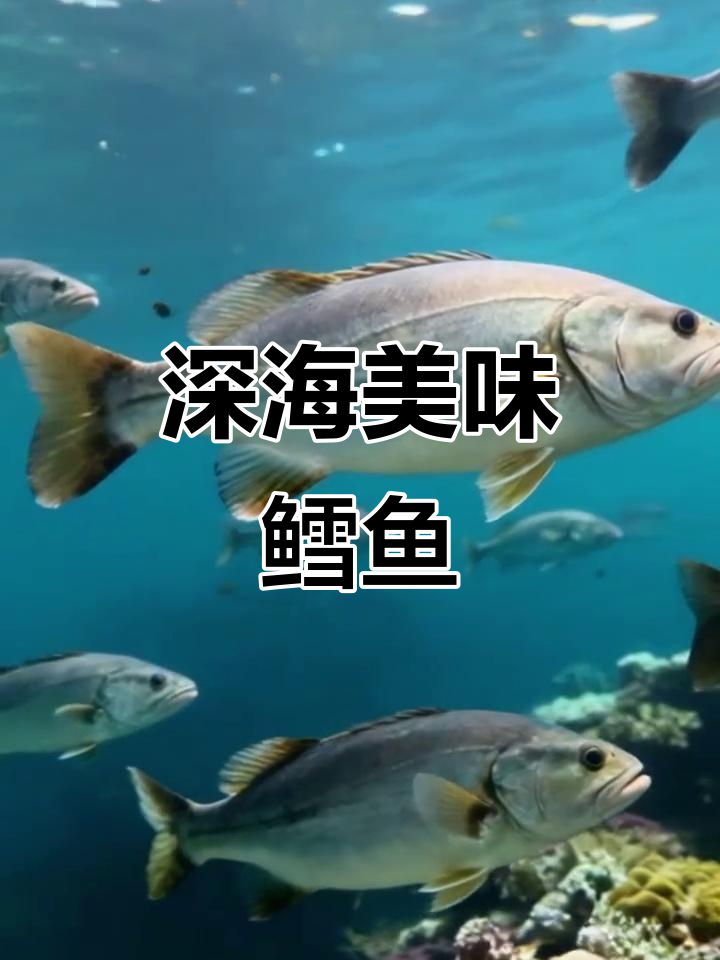 鳕鱼,深海美味,肉质鲜嫩,季节性迁徙