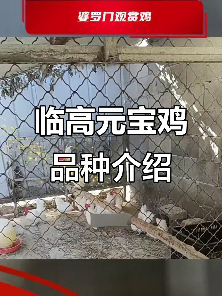 临高县元宝鸡养殖基地，婆罗门与塞拉玛观赏鸡品种揭秘