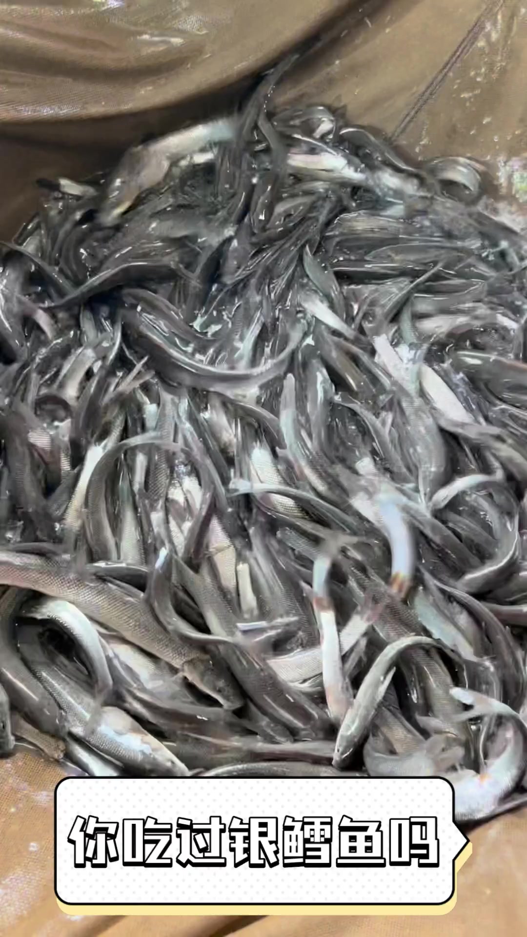你吃过银鳕鱼吗