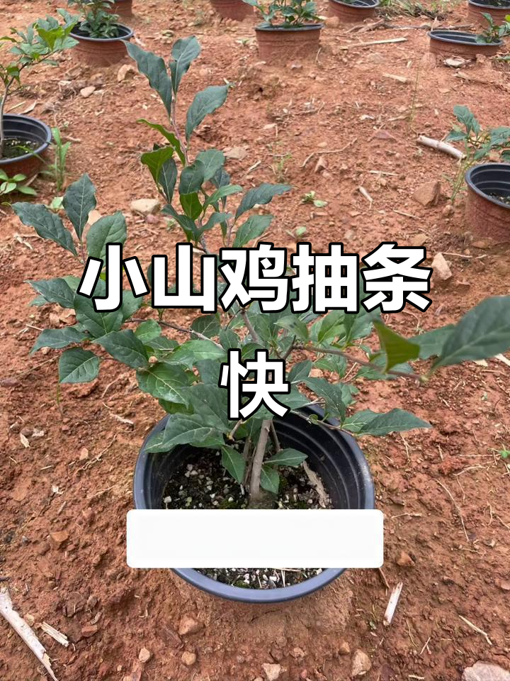 小山鸡长势喜人,原生马鞍山品种开花在即
