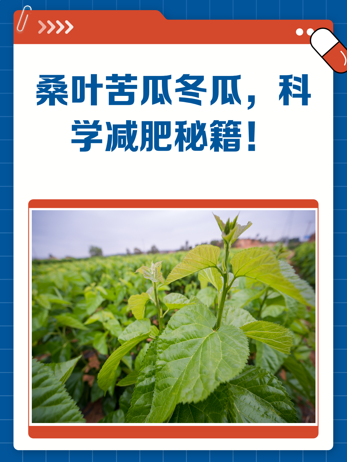 桑叶+苦瓜+冬瓜,减肥路上的科学三剑客♀