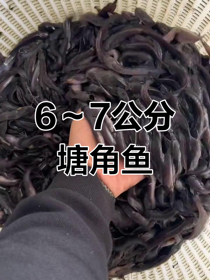 本地塘鲺鱼苗,1斤200-250条