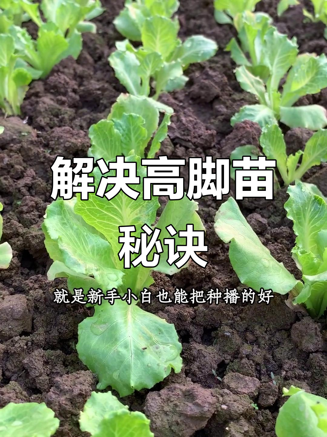 蔬菜苗长不高？教你一招轻松解决，告别扎堆问题！