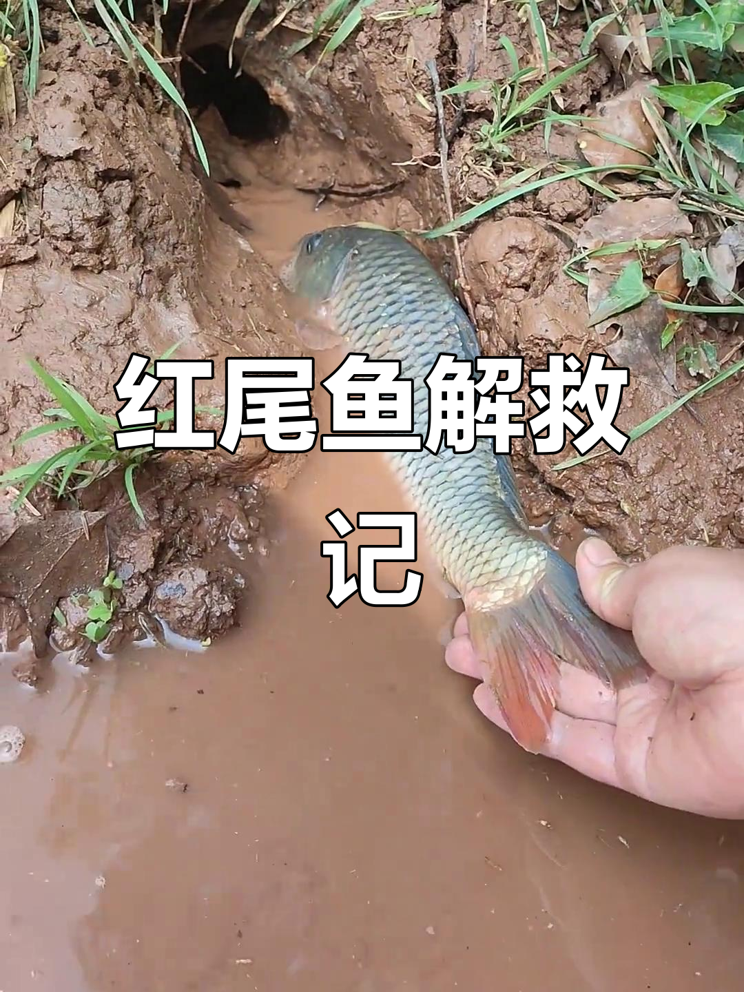 山里抓到红尾巴鱼，竟然被困水沟！带回家养大鱼缸