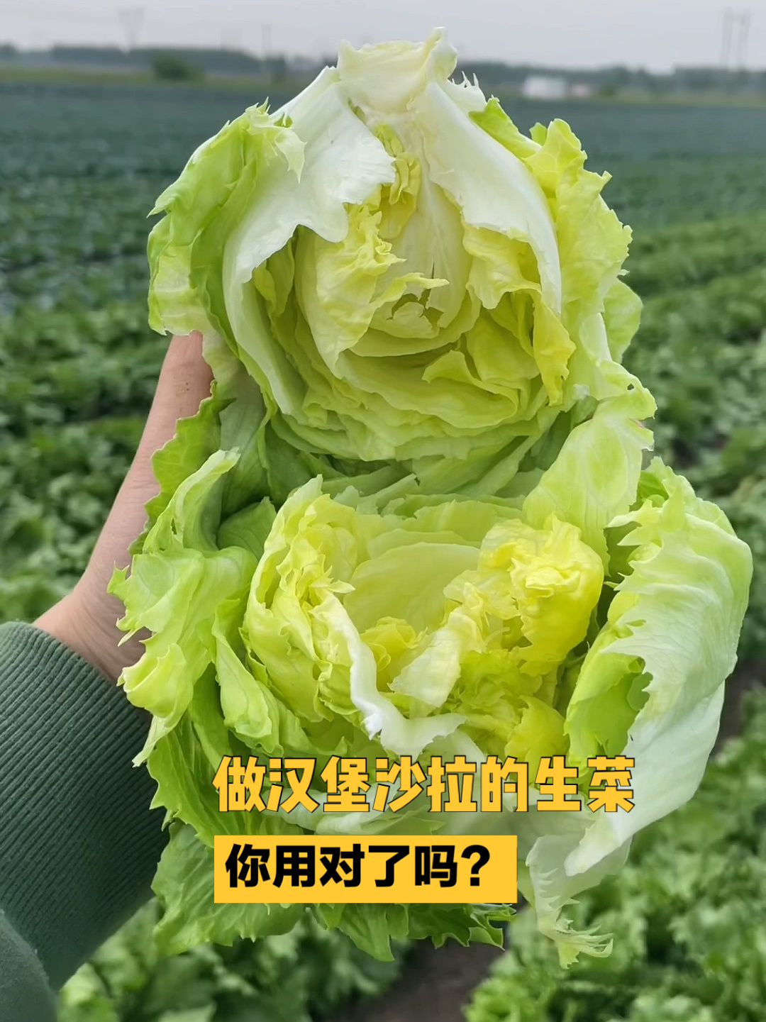夏日市集|做汉堡就用脆甜爽口的球生菜