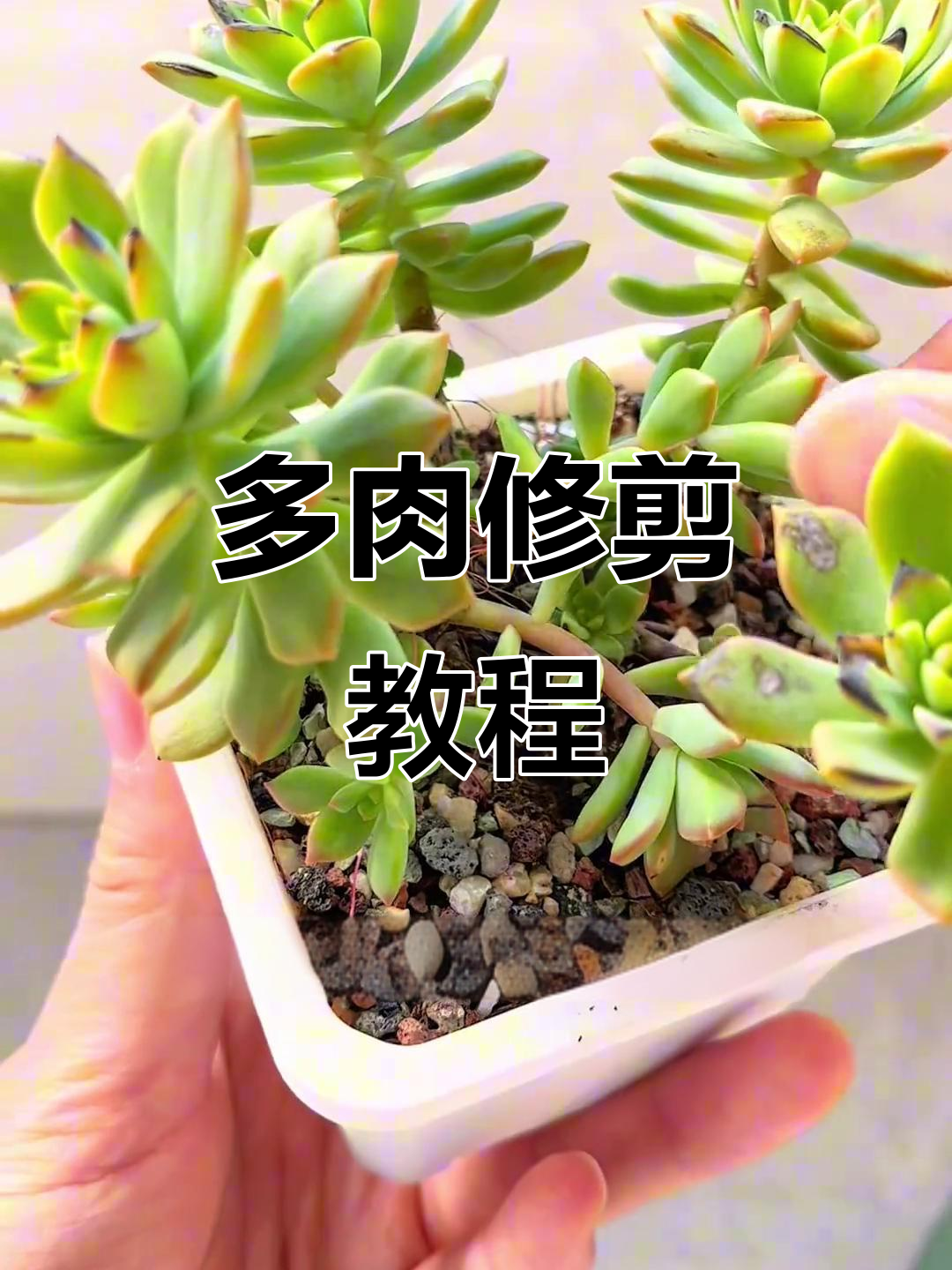 多肉修剪技巧大公开,侧芽过多怎么办?