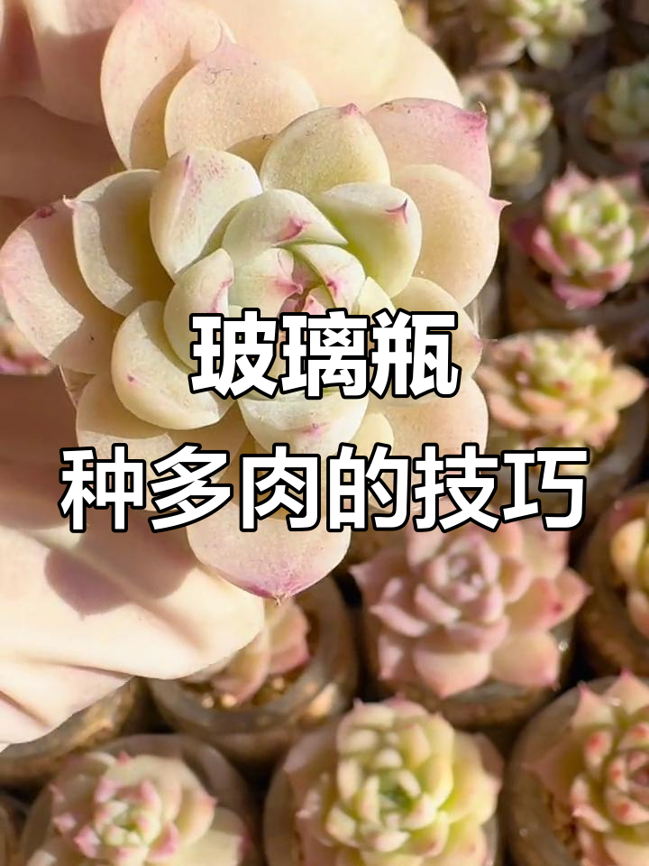 用玻璃瓶养好多肉,轻松打造小多肉花园