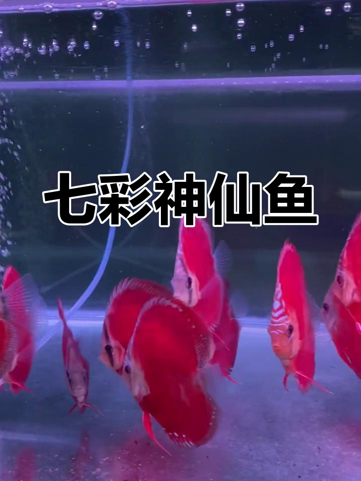 红卡红财神七彩神仙鱼