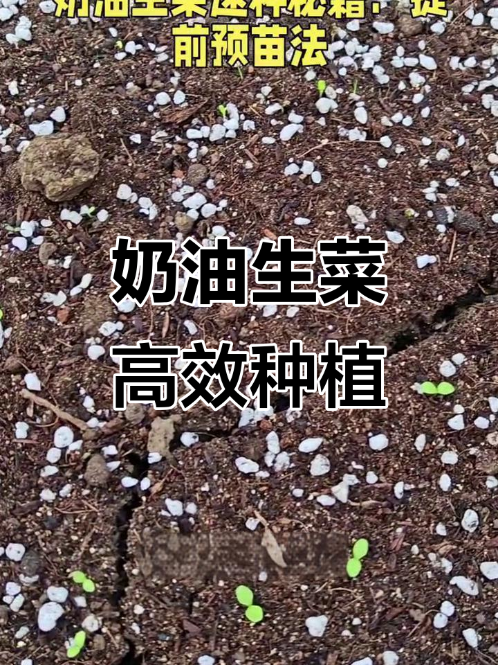 奶油生菜种植技巧:从育苗到出苗全攻略