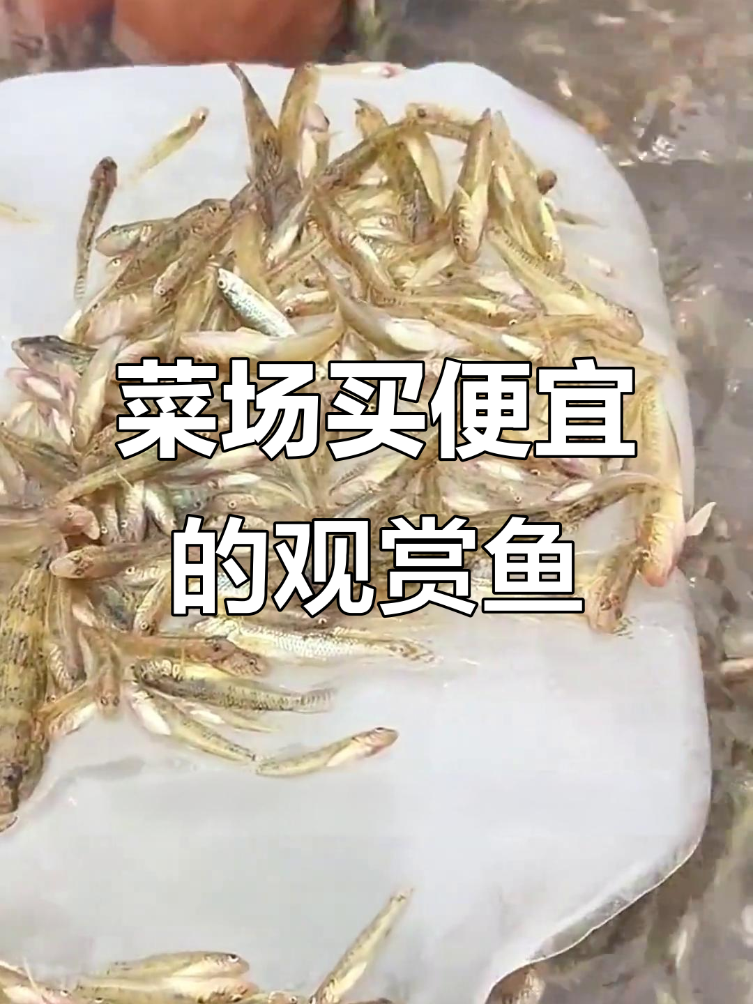 菜市场也能买到便宜观赏鱼，价格比鱼店实惠多了！