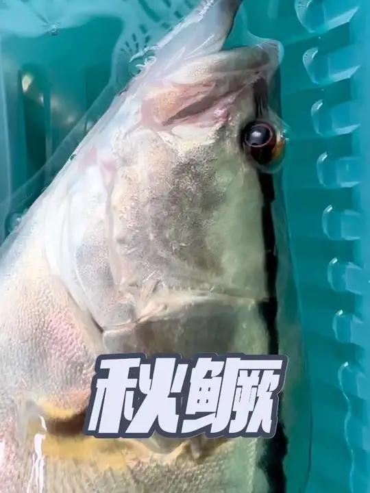 风筝钓组,站起来了,秋鳜一尾 秋天到了,天气降温了,鱼开始陆续进入深水了,风筝钓组7克铅,